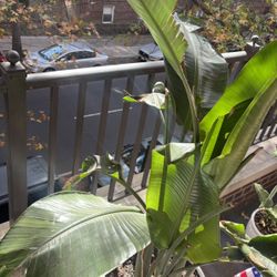 White Bird of Paradise Plant