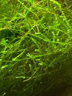 Christmas Moss Aquarium