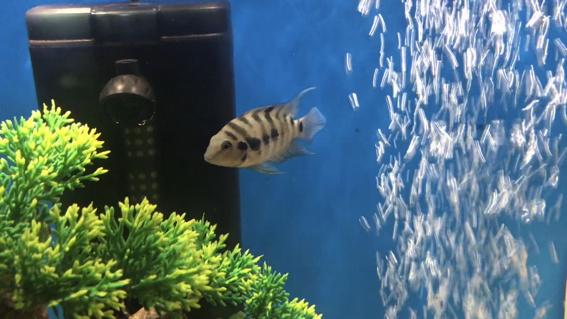 Fish Tank Aquarium Items