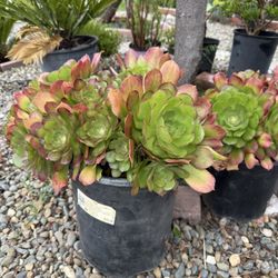 Beautiful Succulents