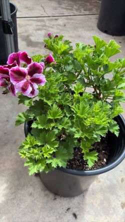 Geranium plant 5 gallon pot