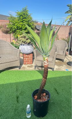 Fox Tail Agave (Agave attenuata)