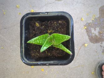 Aloe Vera Pot