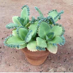 Live Mother Of Millions Starter Plant