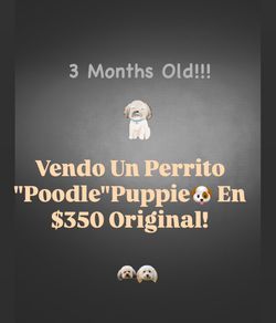 Pupp de Venta