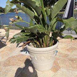 Large Plant with Planter 