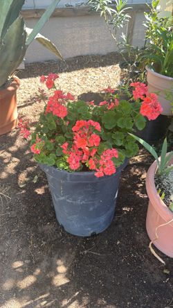 Geraniums Plant 15g