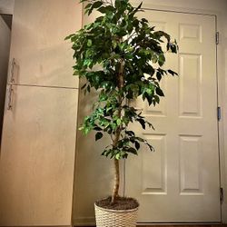 Indoor Fake Plant - 5’8”