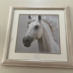 Gorgeous White Horse (possibly Arabian) Photo By Joseph Scott Professionally Double Matted & Framed