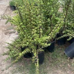 Portulacaria Afra