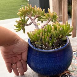 Cactus, Aloe & Succulents For Sale