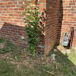 Hardy Hibiscus Plant (Rose of Sharon) Shrub, Lavender Flowers