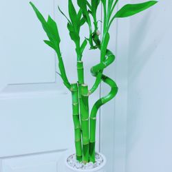 Lucky Bamboo 🎋Plants With Ceramic Pot - 2’3” Tall  - Indoor Plant 