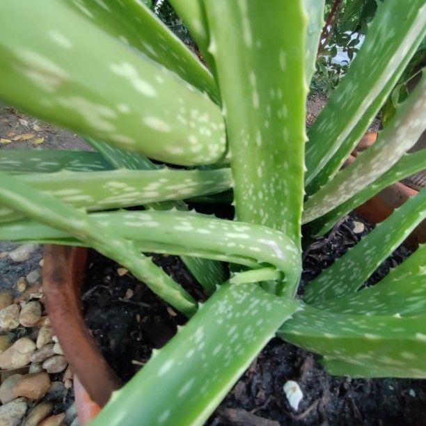 Aloe Vera Plant