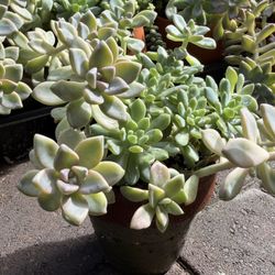 Succulents & Cactus $10