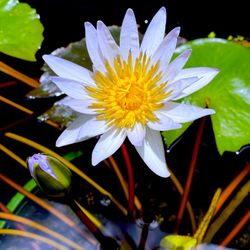 Water Lily / Floating Pond Plant