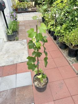 Large Kyoho Japanese Grape Vine Tree Plant