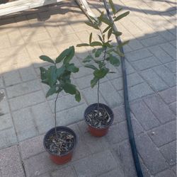 Arbol De Encinos $8.00 Cada Uno  Tengomas Grandes En $15.00 