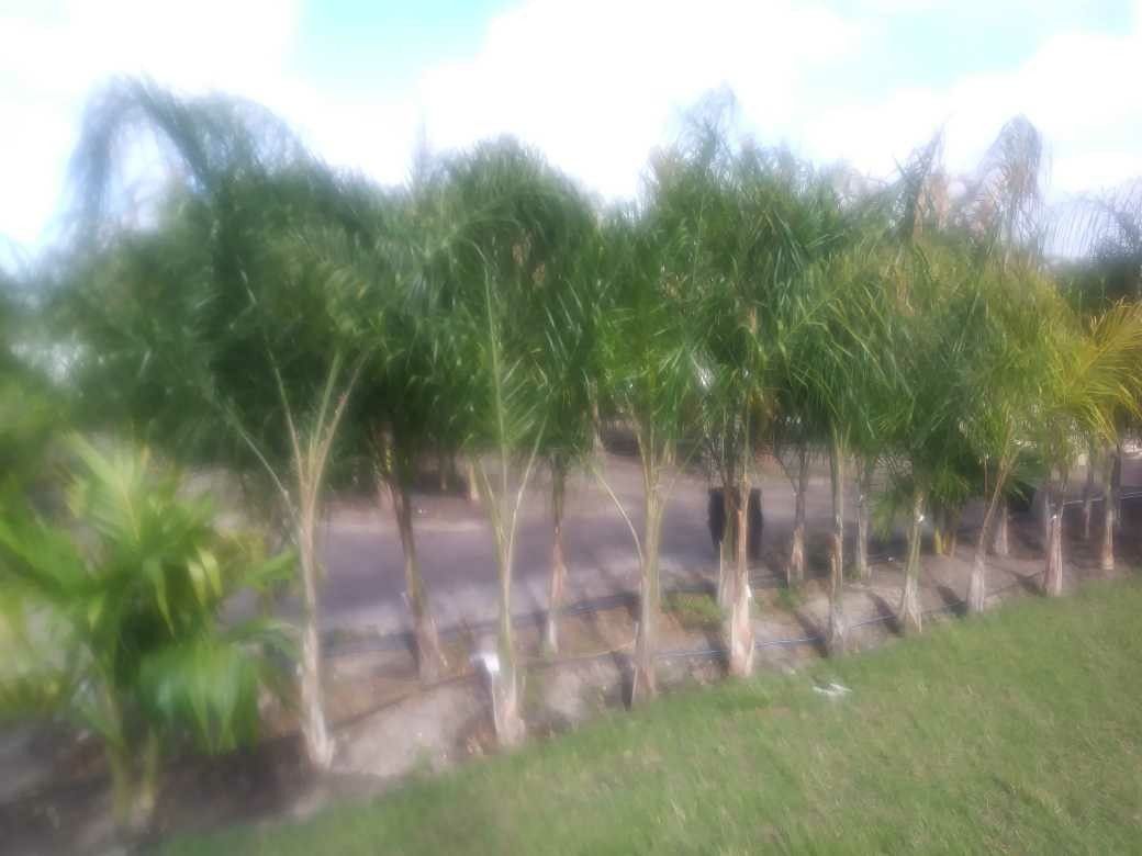 Palm trees Delivered and planted 10 foot tall for Sale in New Port