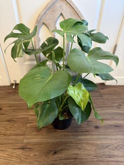 Monstera Deliciosa
