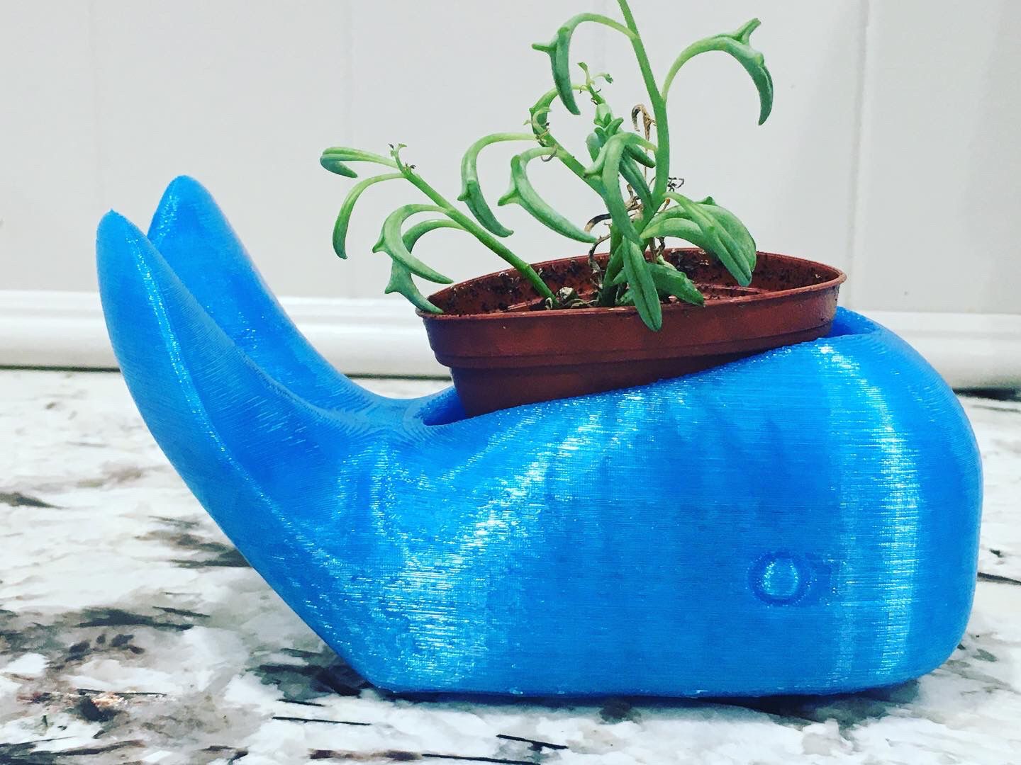 Whale succulent holder