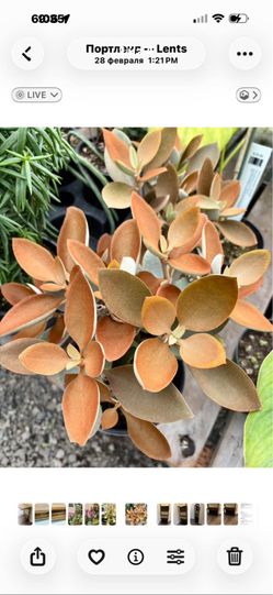 Kalanchoe Coper Spoon