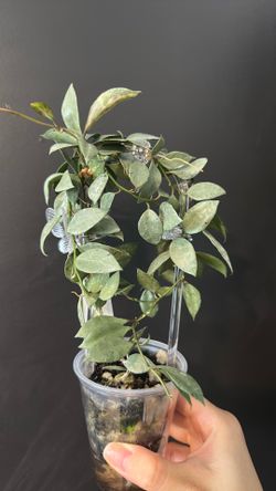 Hoya lacunosa Louisa silver
