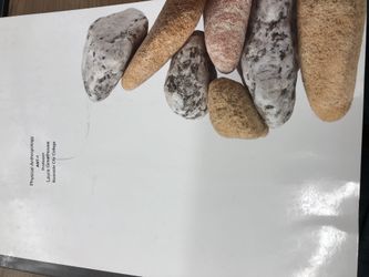 The Human Species An Introduction to Biological Anthropology