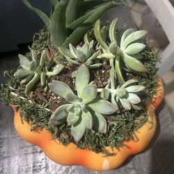 Pumpkin Succulents 