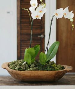 Dough bowls