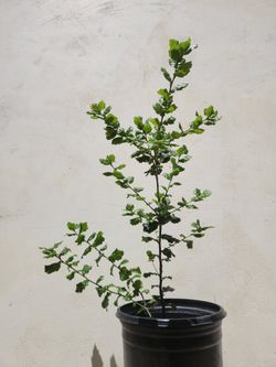 Oak Tree 5 Gallon