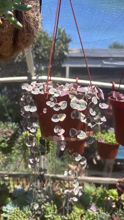 6” string of Hearts 💕