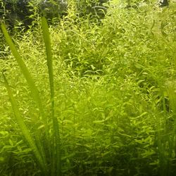 Aquarium Pearl Weed Cuttings