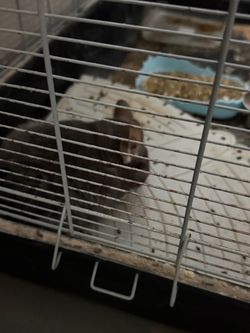 Small chinchilla with Wire Cage with Tray