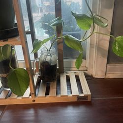 Selling Pothos Plant 🪴 