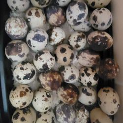  Jumbo Japanese Quail Eggs