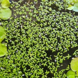 Duckweed