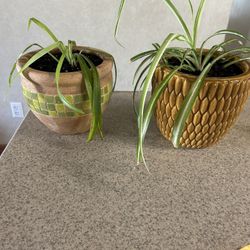 Spider Plants In Ceramic 