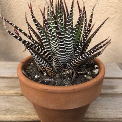 Zebra Succulent Plant In Clay Pot