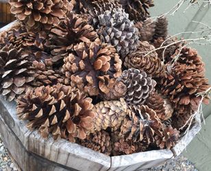 Gobs Of Pinecones, Many Sizes