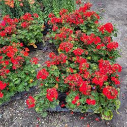 GERANIUMS ANNUALS PLANTS 