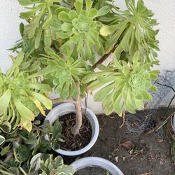 Plant Grarden 