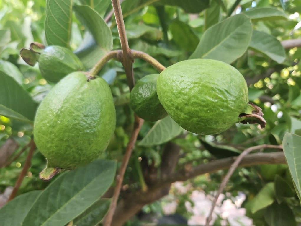 Large Thai Guava Tree With Fruits