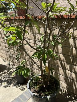 Big Guava Tree In A Pot