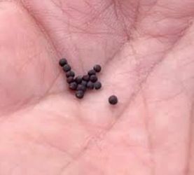 TATSOI seeds + 2 gift