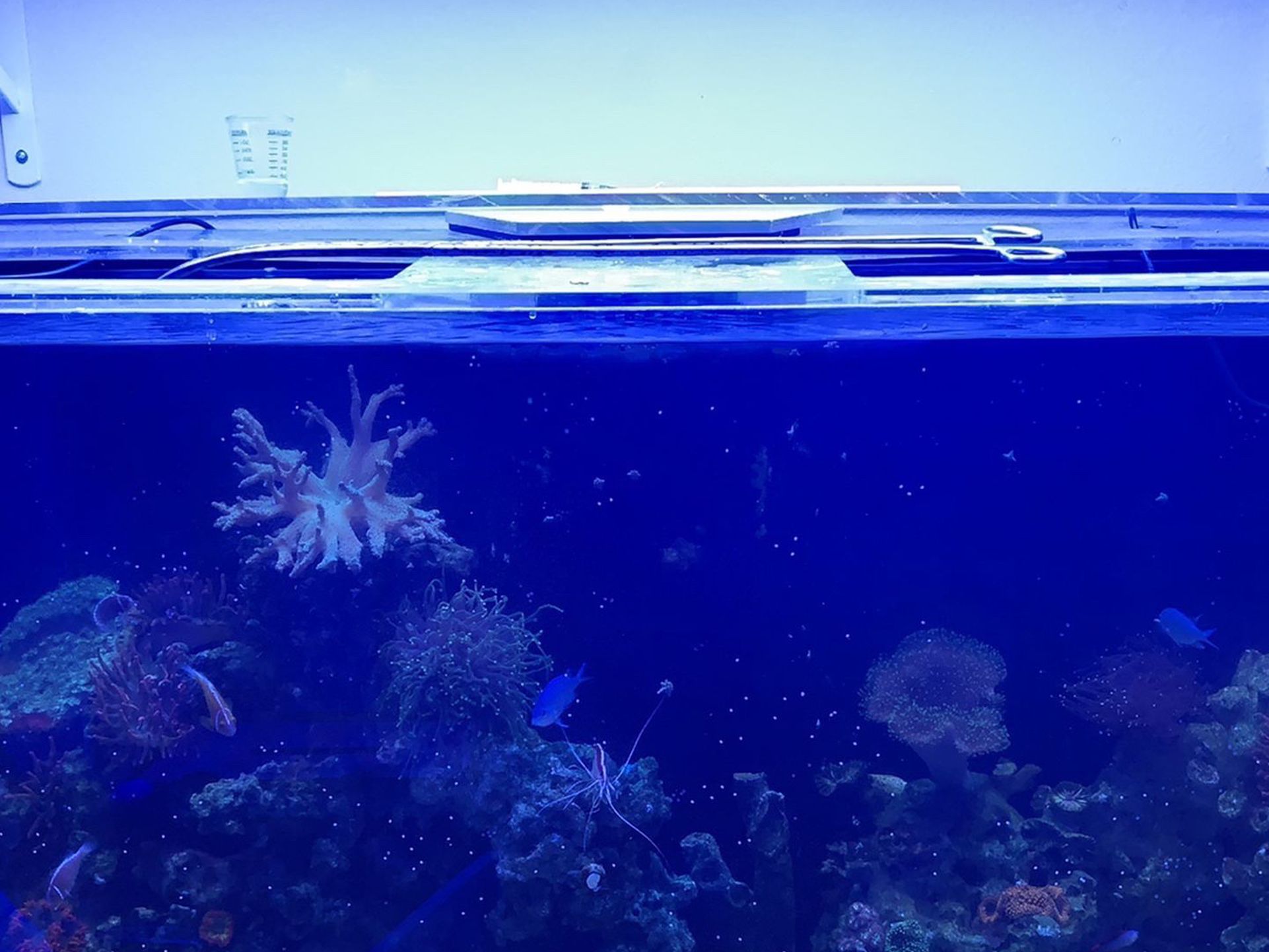 Beautiful 90 Gallon Aquarium Complete Set-up