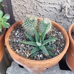 Cactus And Succulent 
