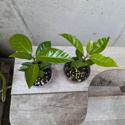 Purple Passion Fruit Seedlings