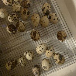Quales Eggs and chicks. Fertilized Eggs, ready for Incubation.