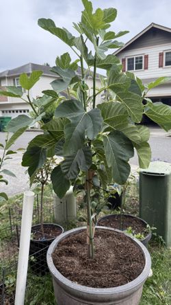 Fig Desert King plant in one gallon pot Well rooted Pick up only
